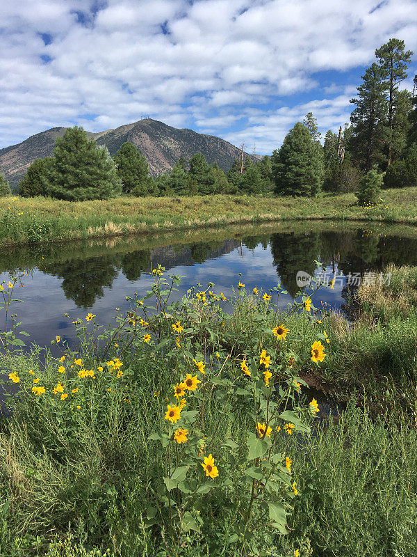 Sunflowers by a Pond